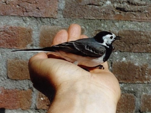 Hans en de vogels (klik voor vergroting)